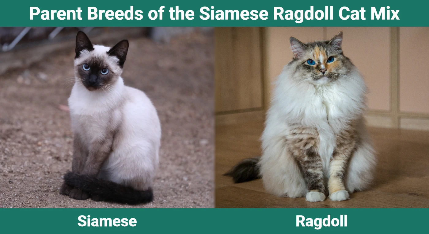 Parent breeds of the Siamese Ragdoll Cat Mix