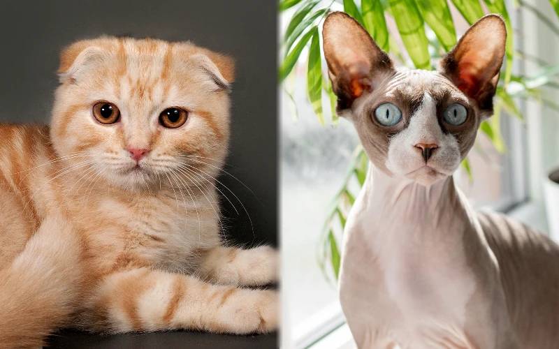 Parent breeds of the Skinderlop - Featured Image