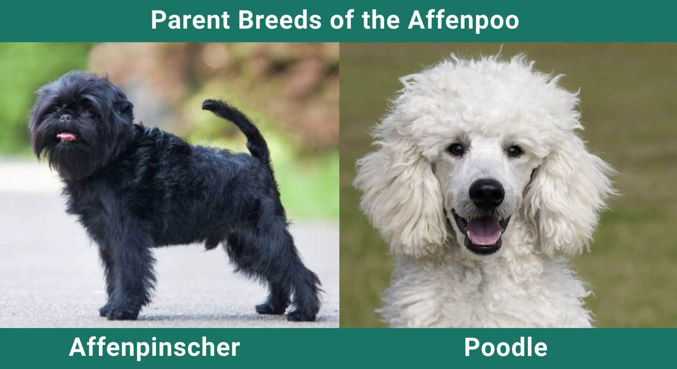 Parent_breeds_Affenpinscher