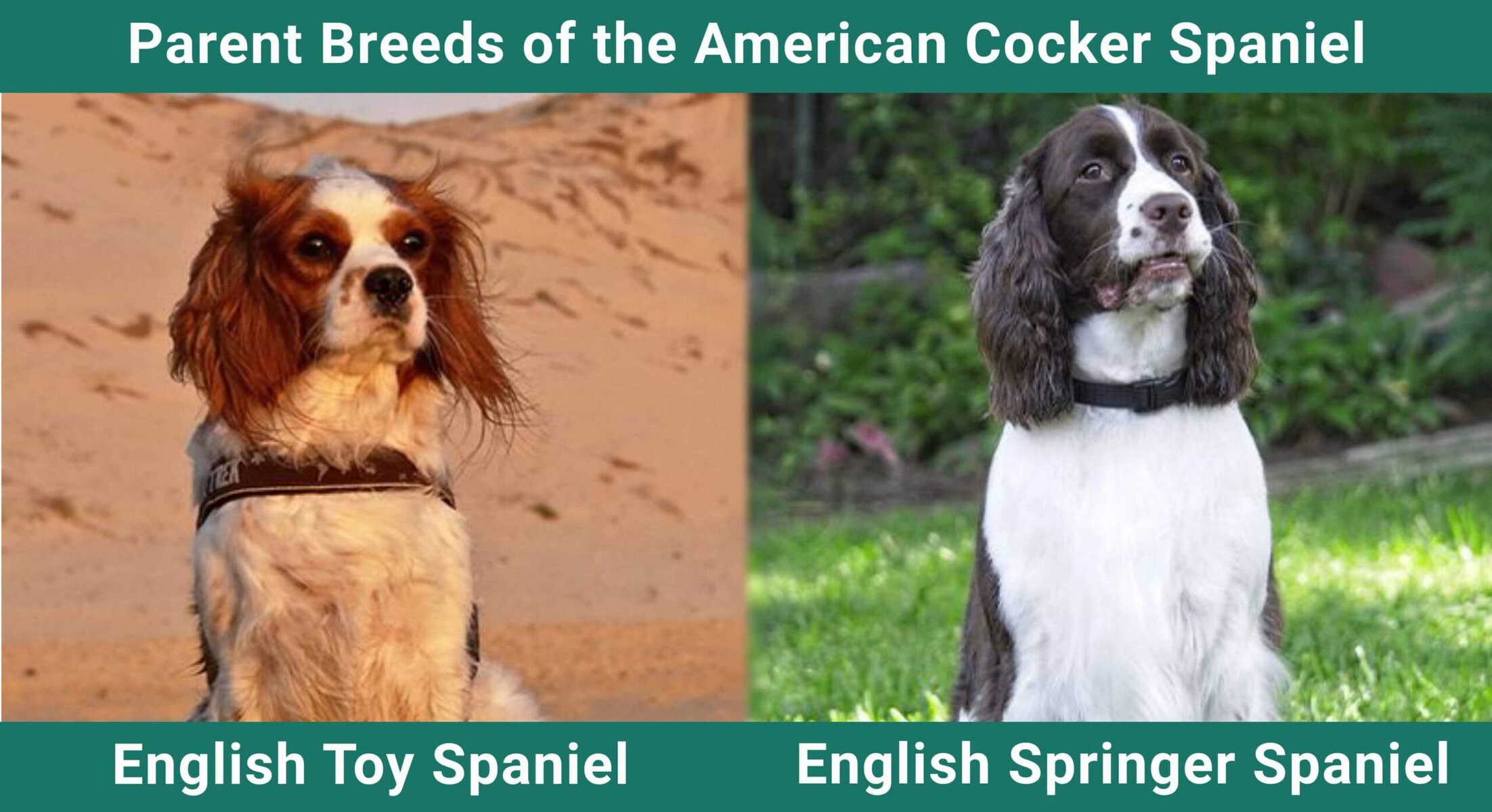 Parent_breeds_American Cocker Spaniel