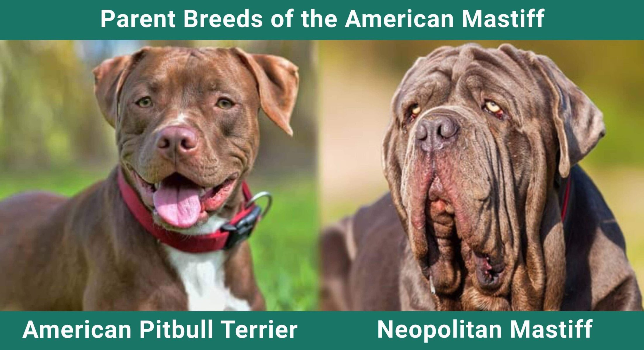 Parent_breeds_American Mastiff