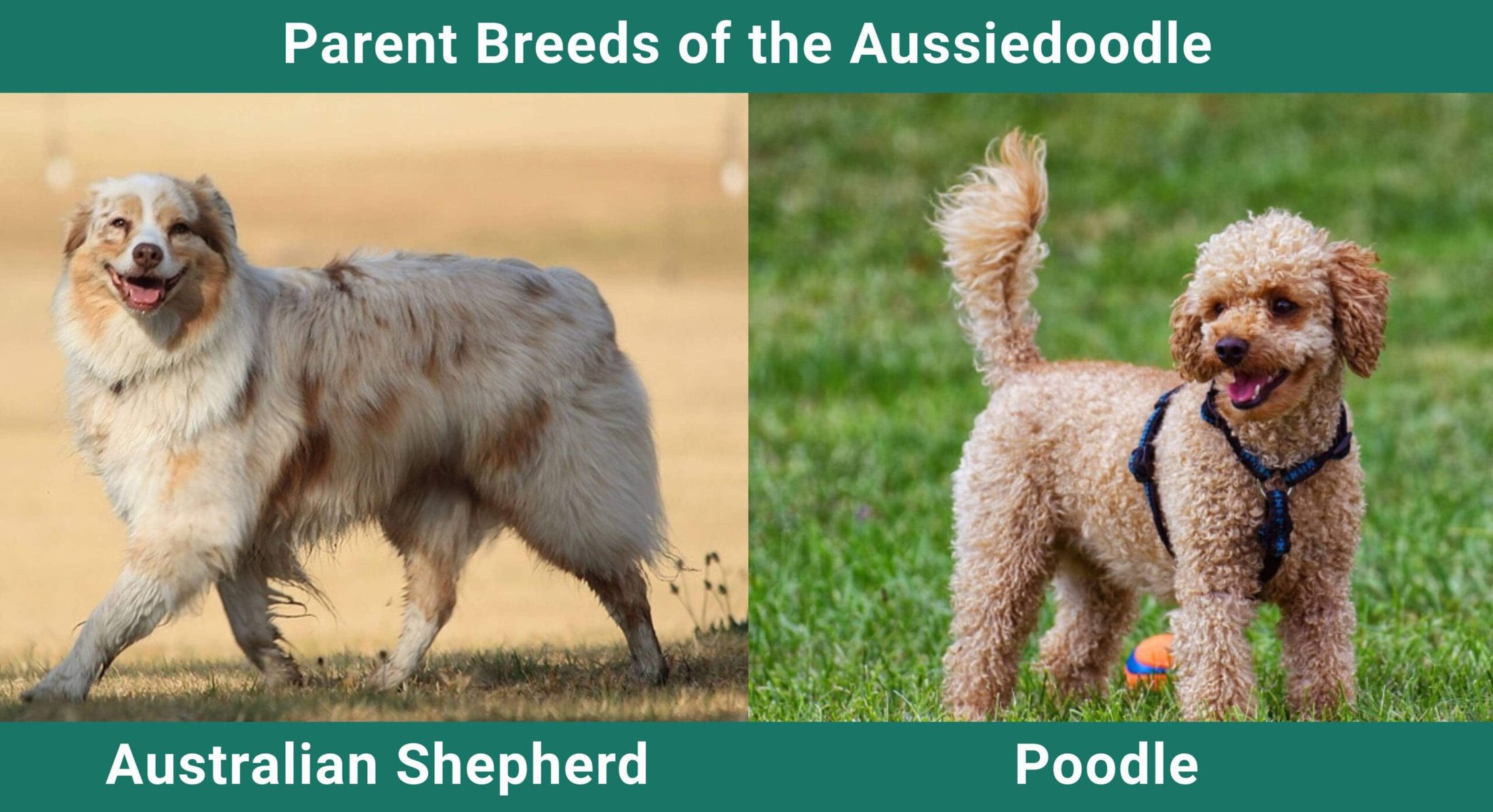 Parent_breeds_Aussiedoodle
