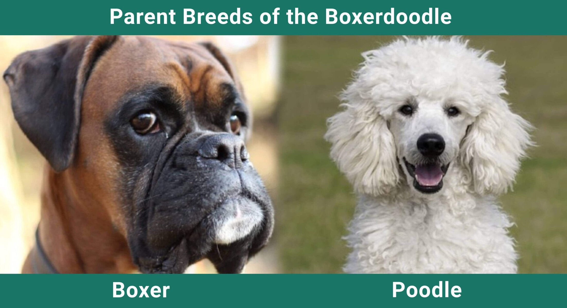 Parent_breeds_Boxerdoodle