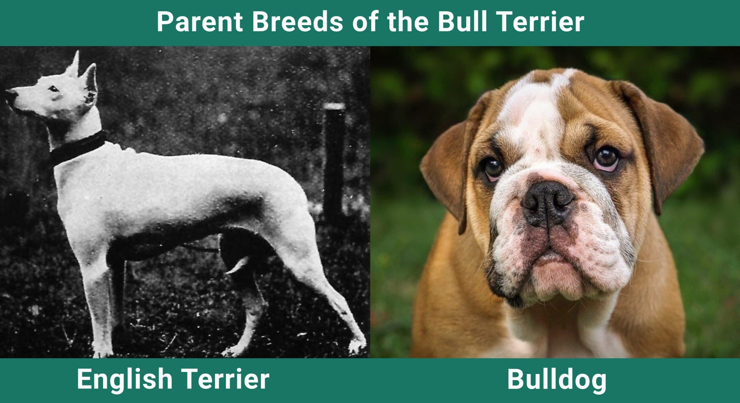 Parent_breeds_Bull-Terrier