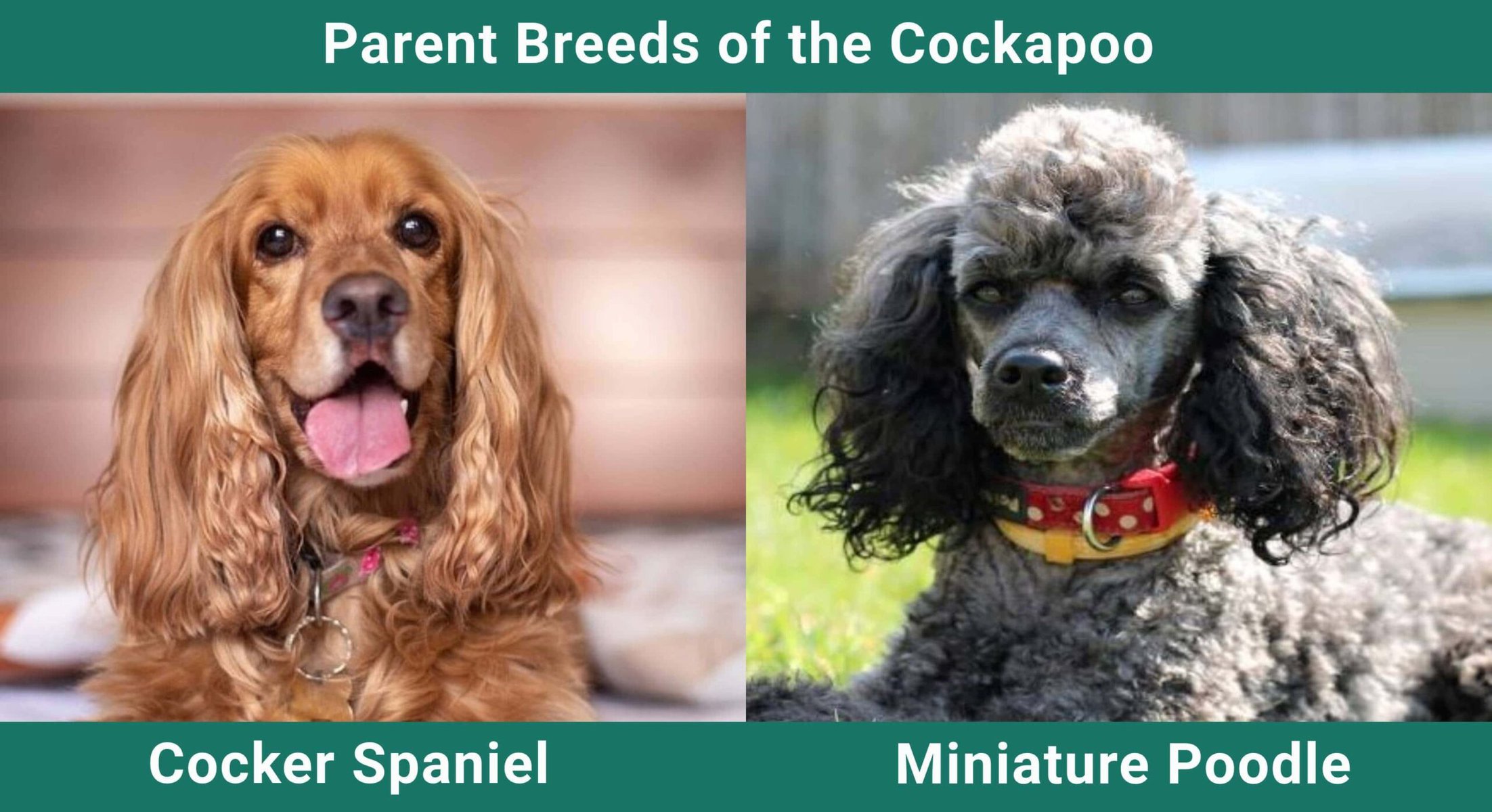 Parent_breeds_Cockapoo
