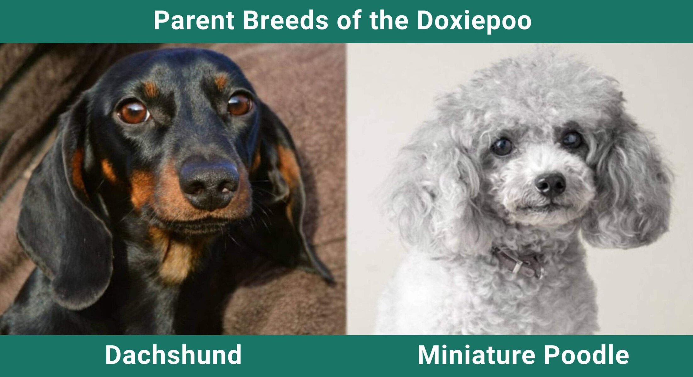 Parent_breeds_Doxiepoo