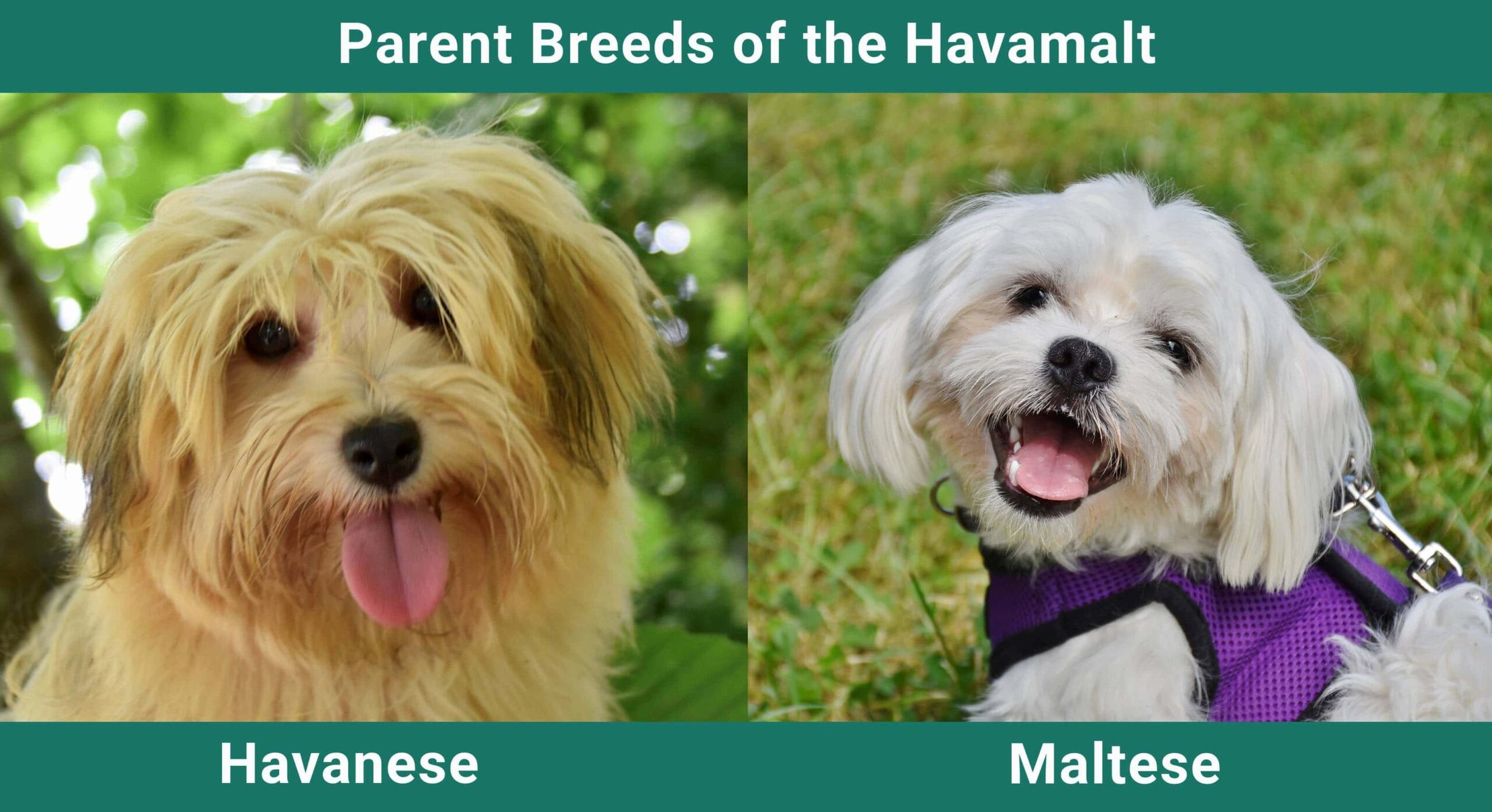 Parent_breeds_Havamalt