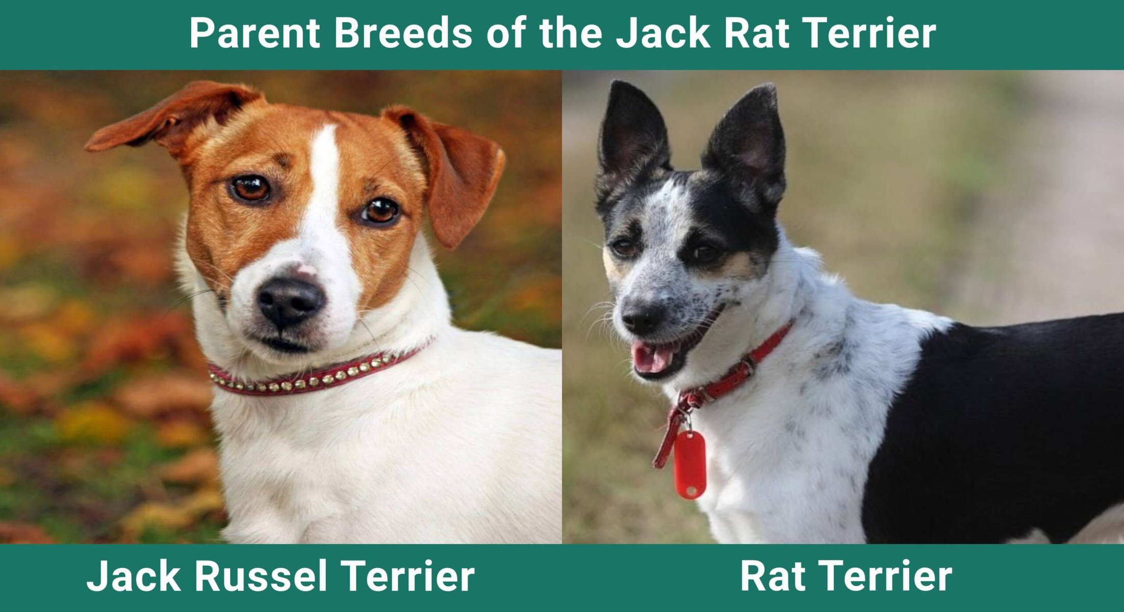 Parent_breeds_Jack-Rat-Terrier