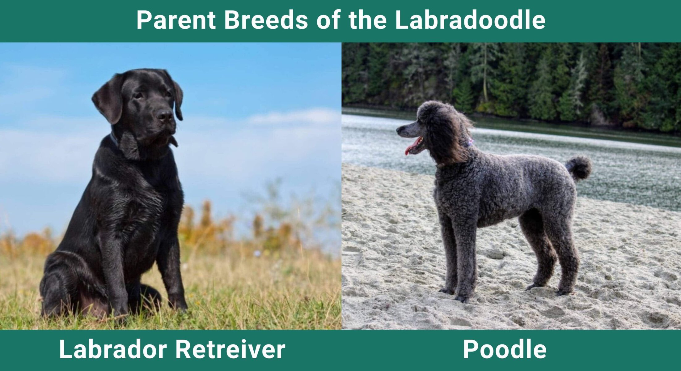 Parent_breeds_Labradoodle