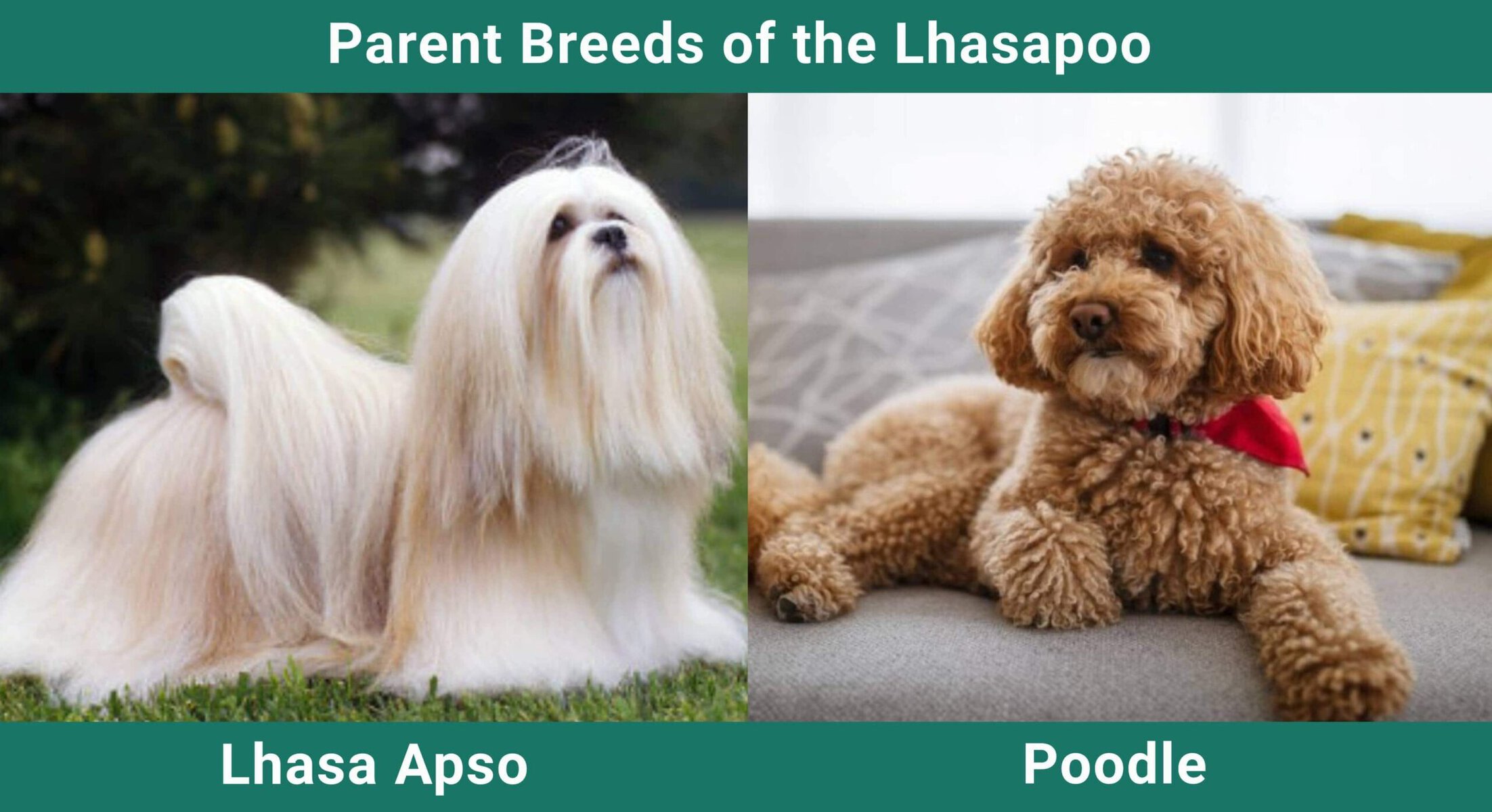 Parent_breeds_Lhasapoo