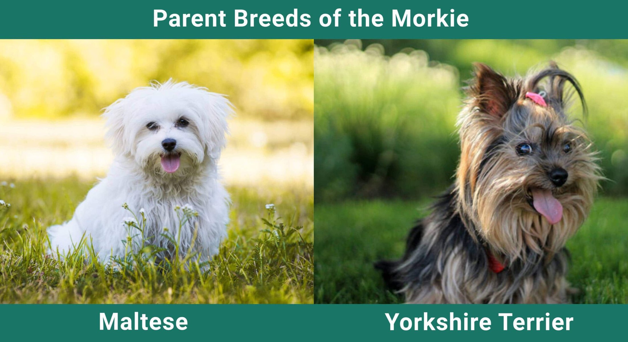 Parent_breeds_Morkie