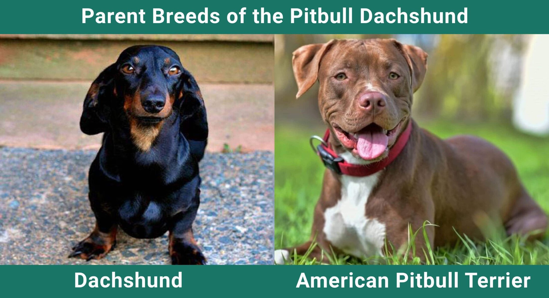 Parent_breeds_Pitbull-Dachshund