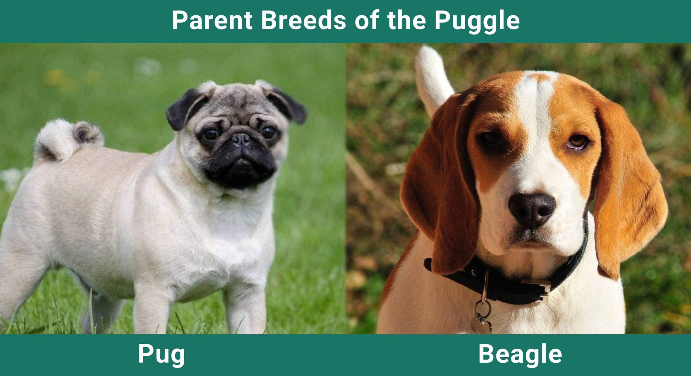 Parent_breeds_Puggle