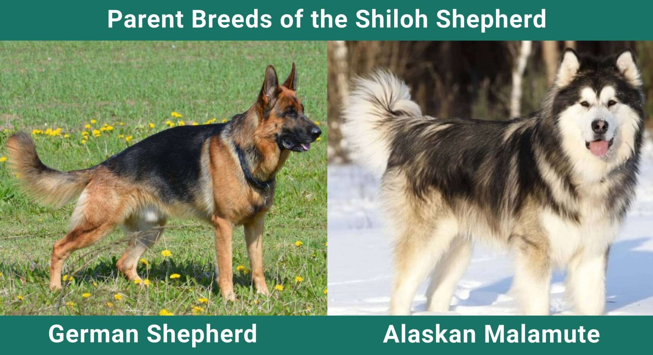 Parent Breeds of the Shiloh Shepherd