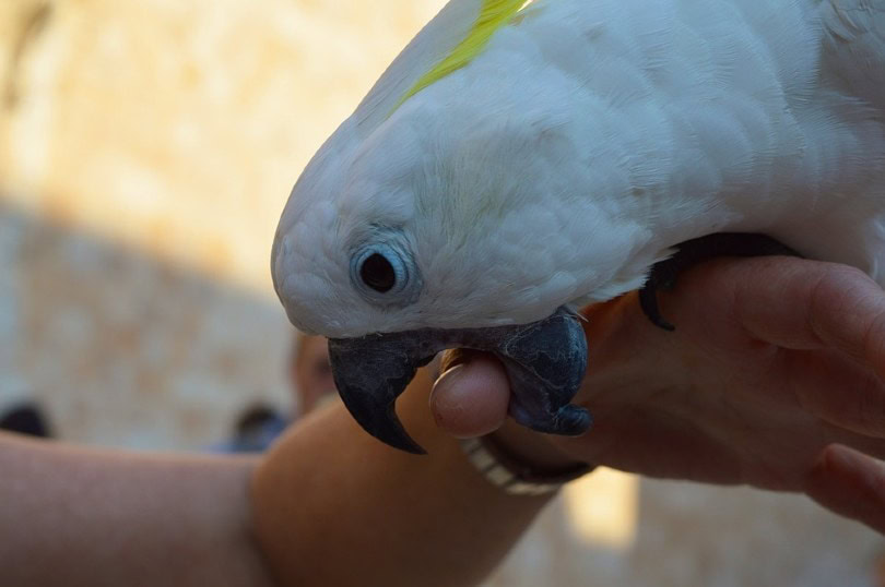Parrot Bite Hand