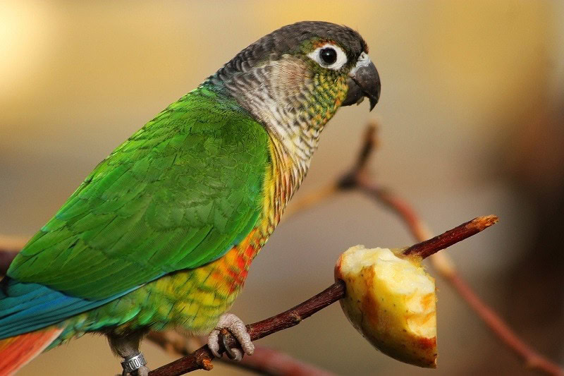 Parrot Eating Fruits