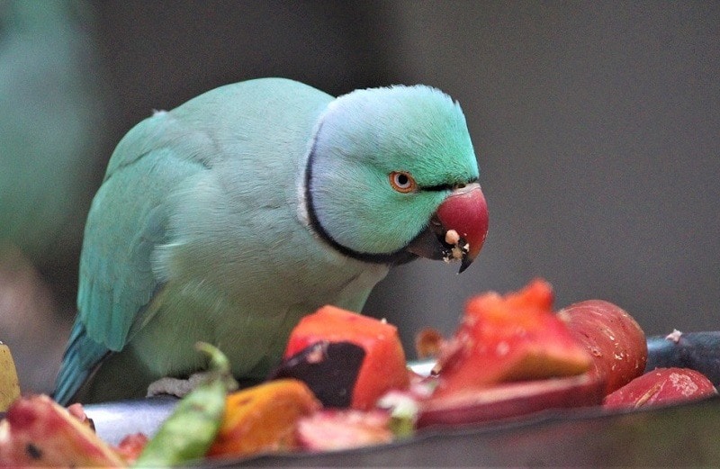 Parrot Eating
