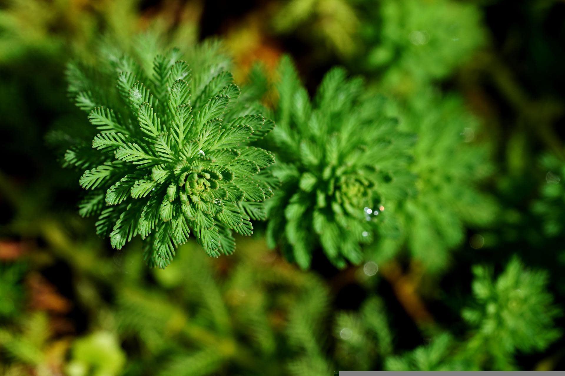 Parrot Feather Plant