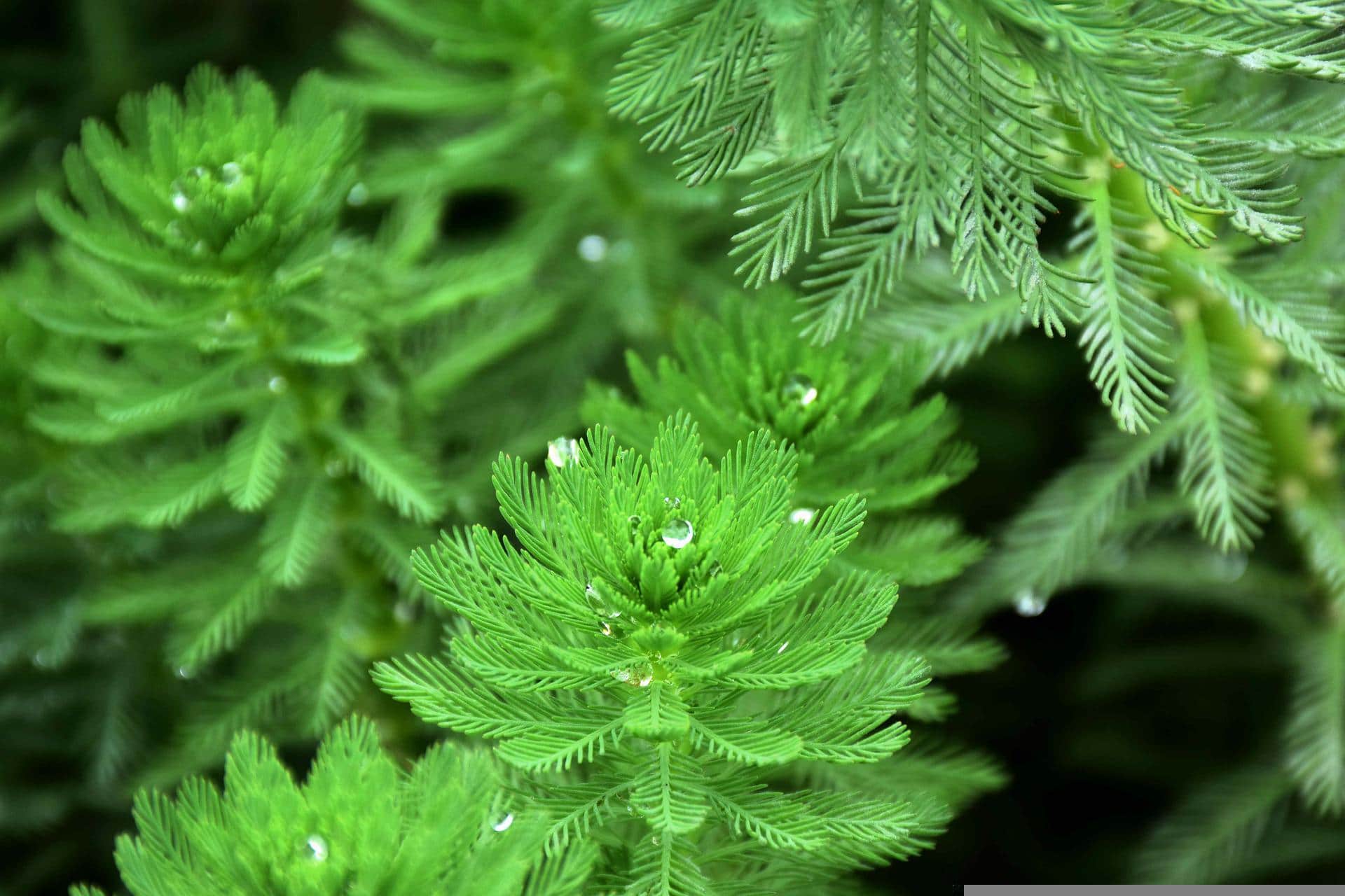 Parrot Feather Plant