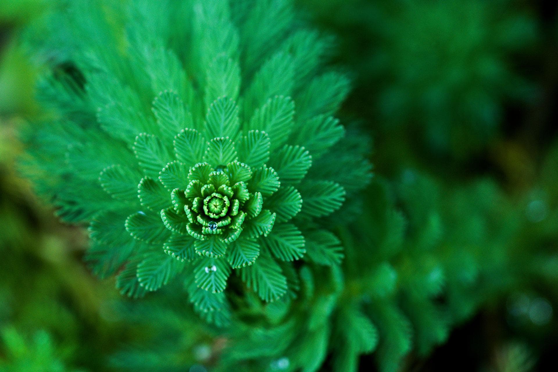 Parrot Feather Plant