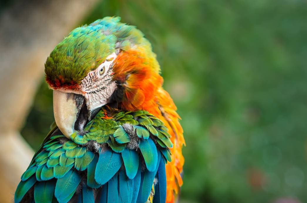 Parrot Scratching_ Franck TAILLEZ_Shutterstock