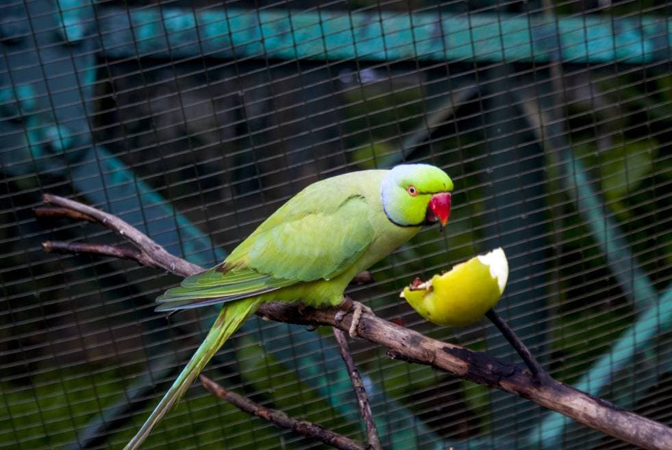 Parrot eating an apple in park_Sunspot_Shutterstock