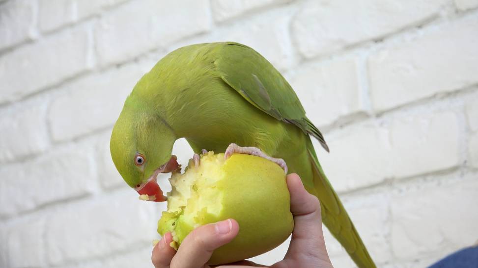 Parrot eating apple