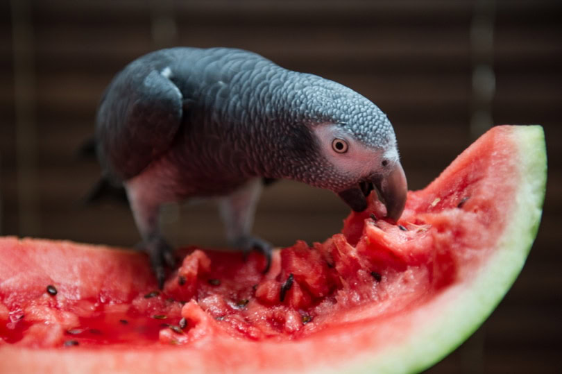 Parrot eating watermelon