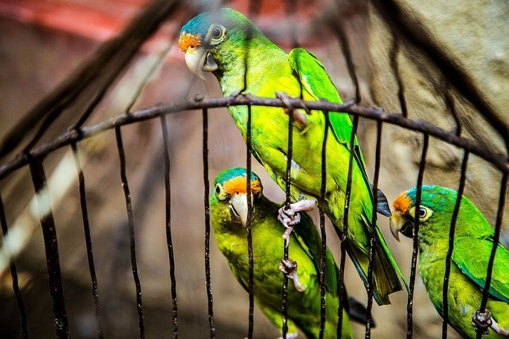 Parrot in a Cage