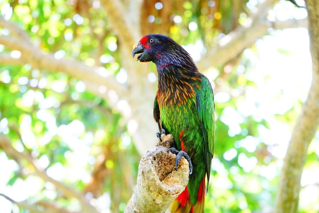 Parrot open beak on the tree_ creator88_Shutterstock