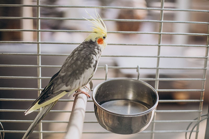 Parrot sitting in cage drinking water