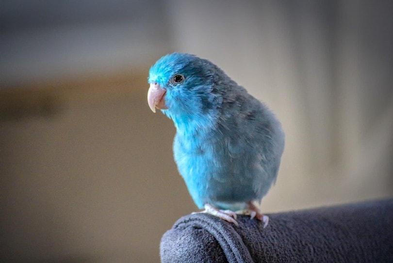 Parrotlet