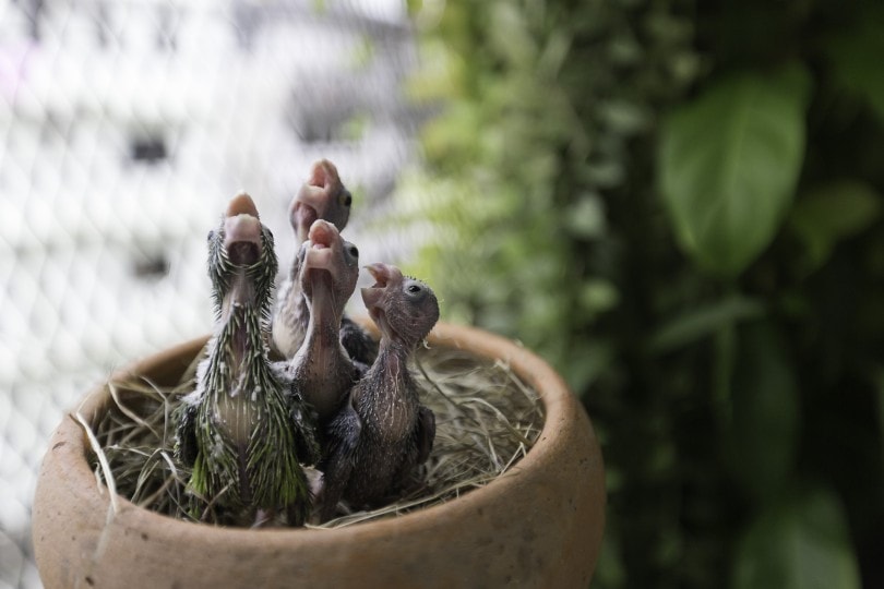 Parrotlet Nesting_Bussakorn Ewesakul_Shutterstock