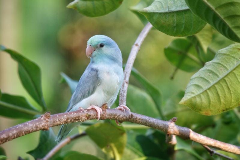 Parrotlet Pied Blue Turquoise’s Color in the forest