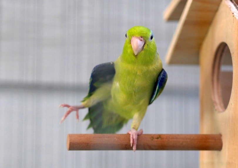 Parrotlet Standing_Ear Iew Boo_Shutterstock