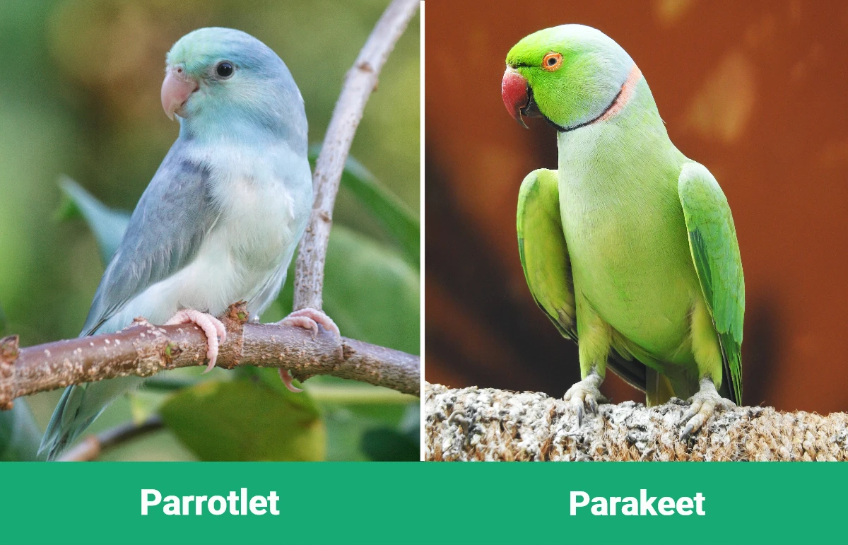 Parrotlet vs Parakeet - Visual Differences