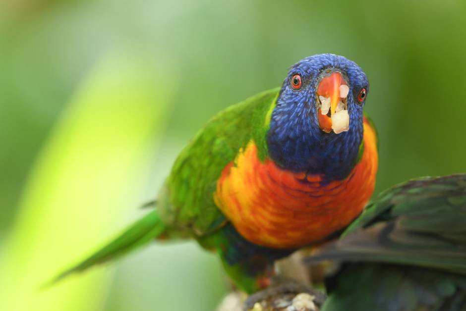 Parrots Eat Apple_Lukasz Radaj_Shutterstock