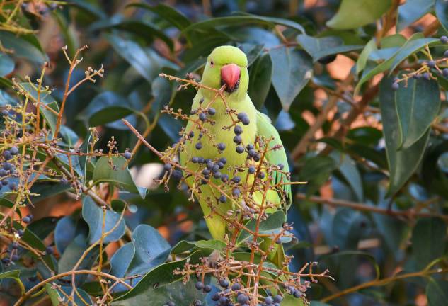 Parrots Eat Blackberries