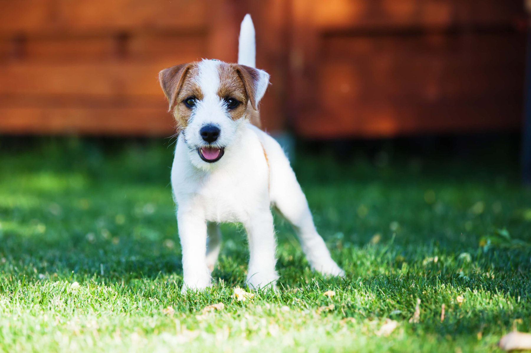 Parson Russel Terrier puppy in the garden