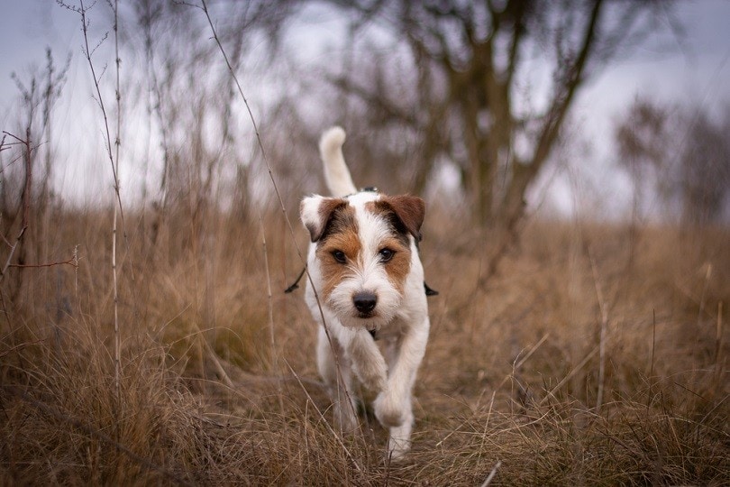 Parson-Russell-Terrier_Kristyna-Mrazkova_shutterstock