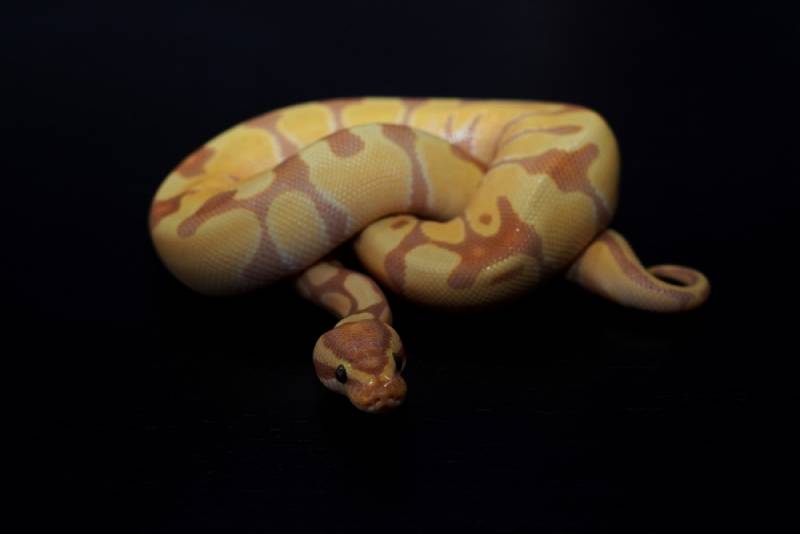 Pastel Clown Ball Python on black background