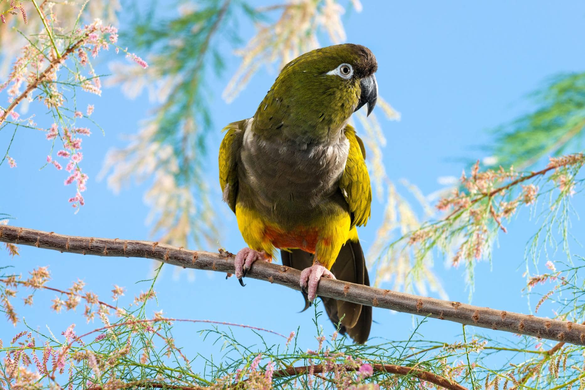 Patagonian Conure side view on the branch of the tree_Lifestylestock_Shutterstock