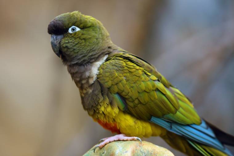 Patagonian Conure side view_ Karel Bartik_Shutterstock
