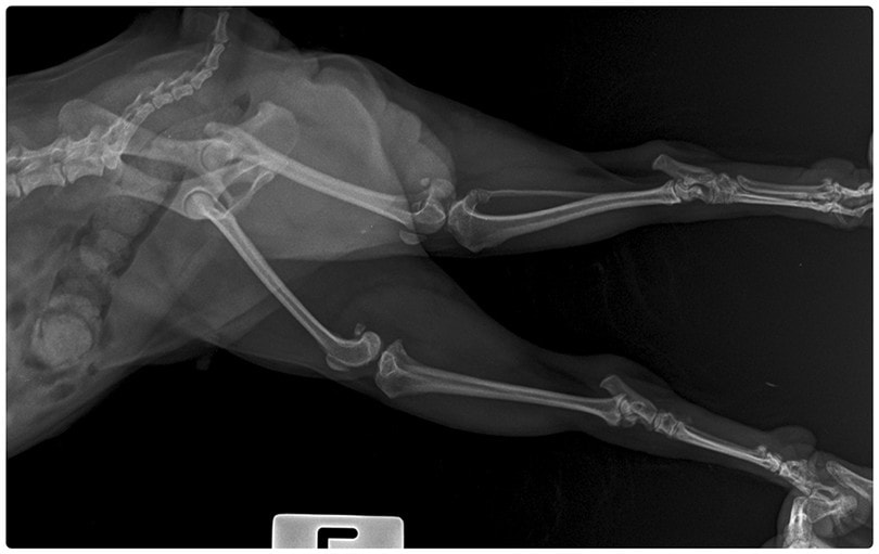 Patellar Luxation dog Xray