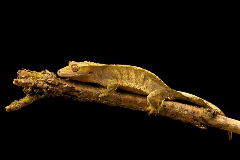 Patternless Crested Gecko