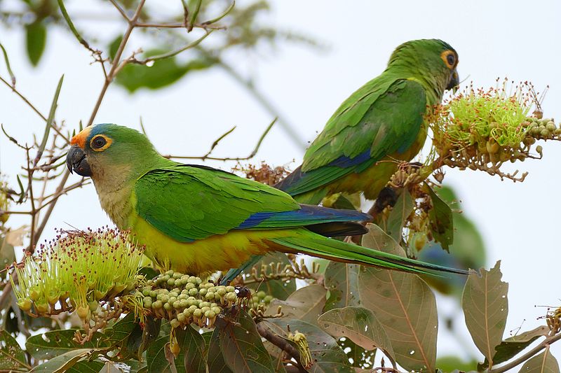 Peach-Fronted Conure