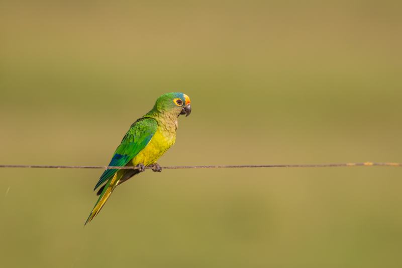 Peach fronted Parakeet also known as Peach fronted Conure (Eupsittula aurea) perched on a wire