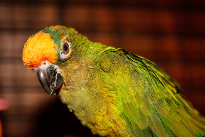Peach-fronted conure portrait