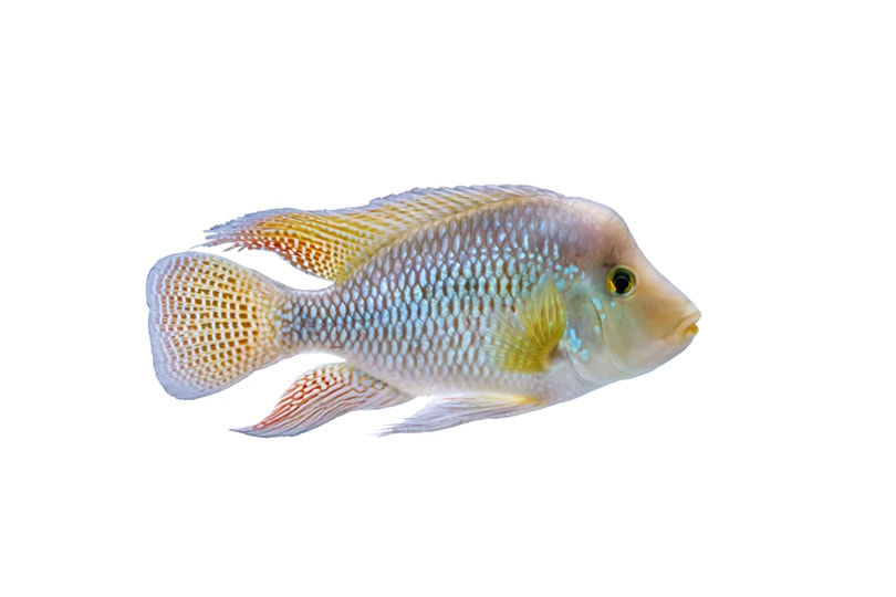 Pearl Cichlid in white background