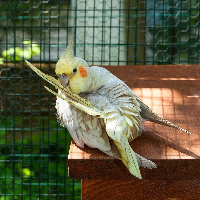 Pearl Cockatiel preening_YK_shutterstock